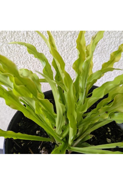 Hosta ’Party Streamers’ листя